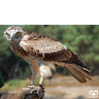 گونه عقاب مارخور Short-toed Eagle